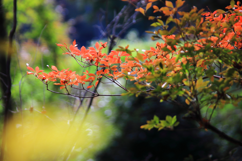 ドウダンツツジの紅葉