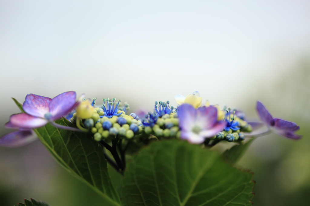 紫陽花