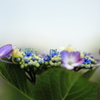 紫陽花