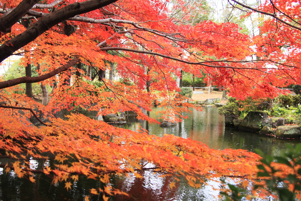 日本庭園の紅葉