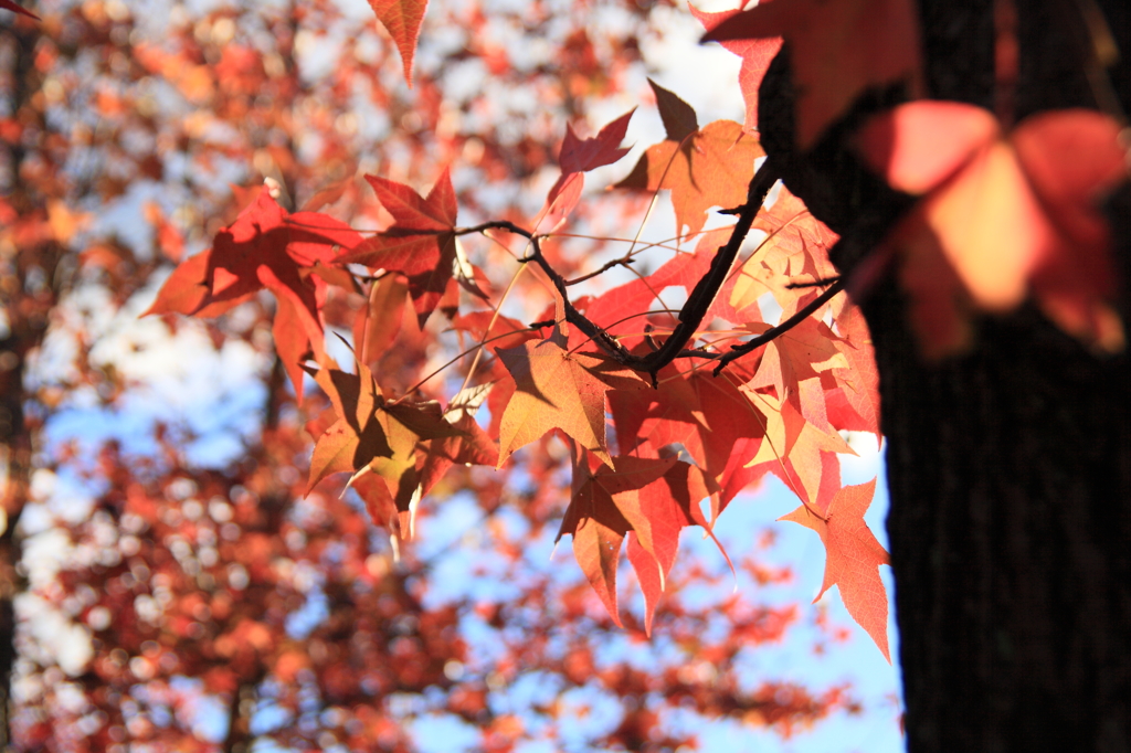 楓の紅葉