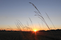 野草と夕陽８