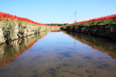 川の中から彼岸花を見上げると～～