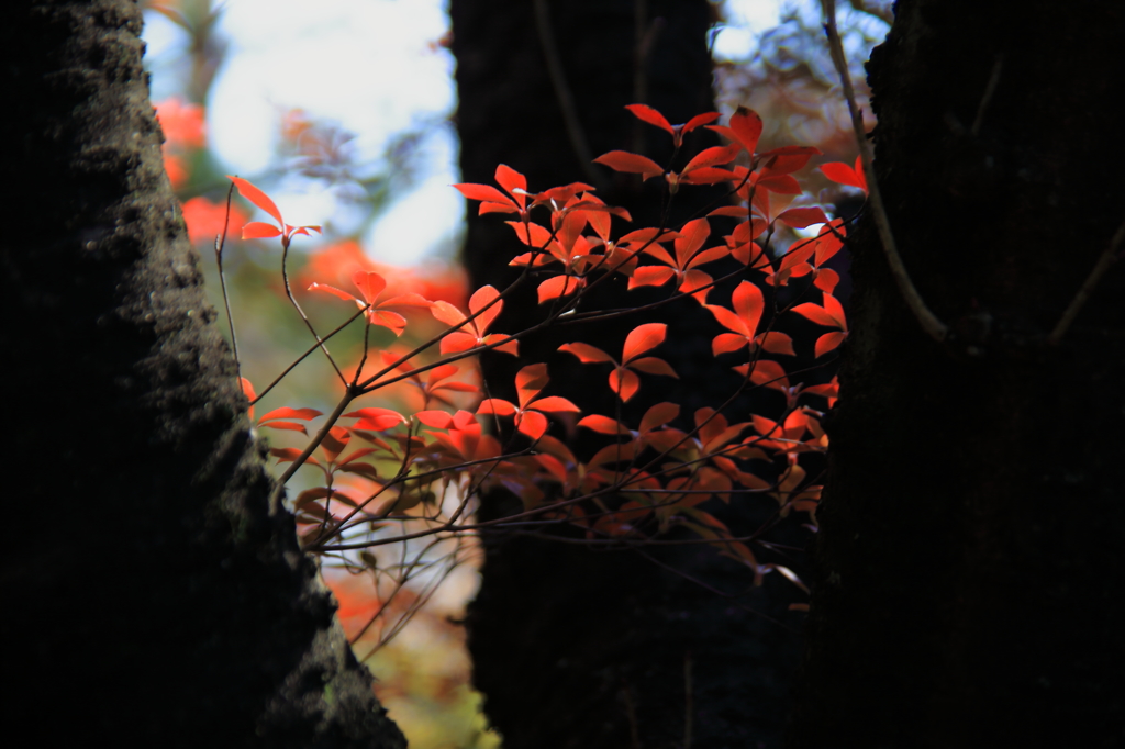 ドウダンツツジの紅葉２