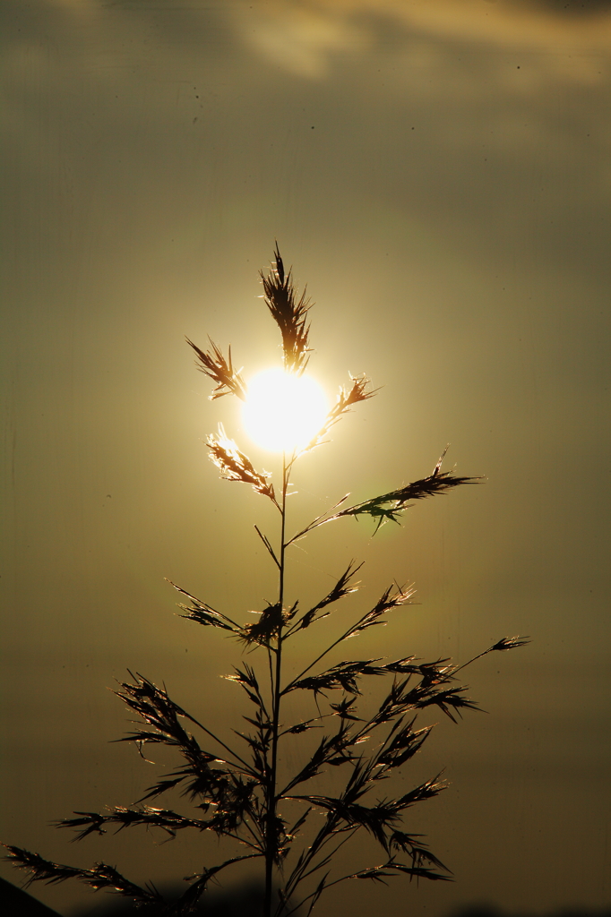夕陽と雑草