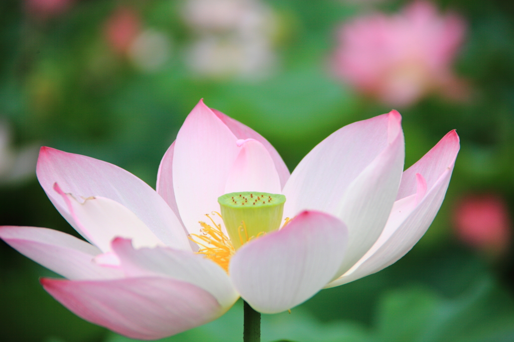 蓮の花