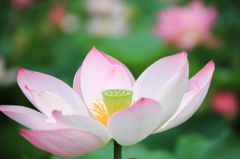蓮の花