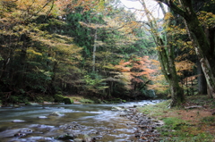 奥三河の紅葉