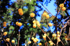 ミツマタの花が満開