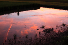 夕焼けの田圃への映り込み