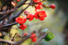 木瓜の花