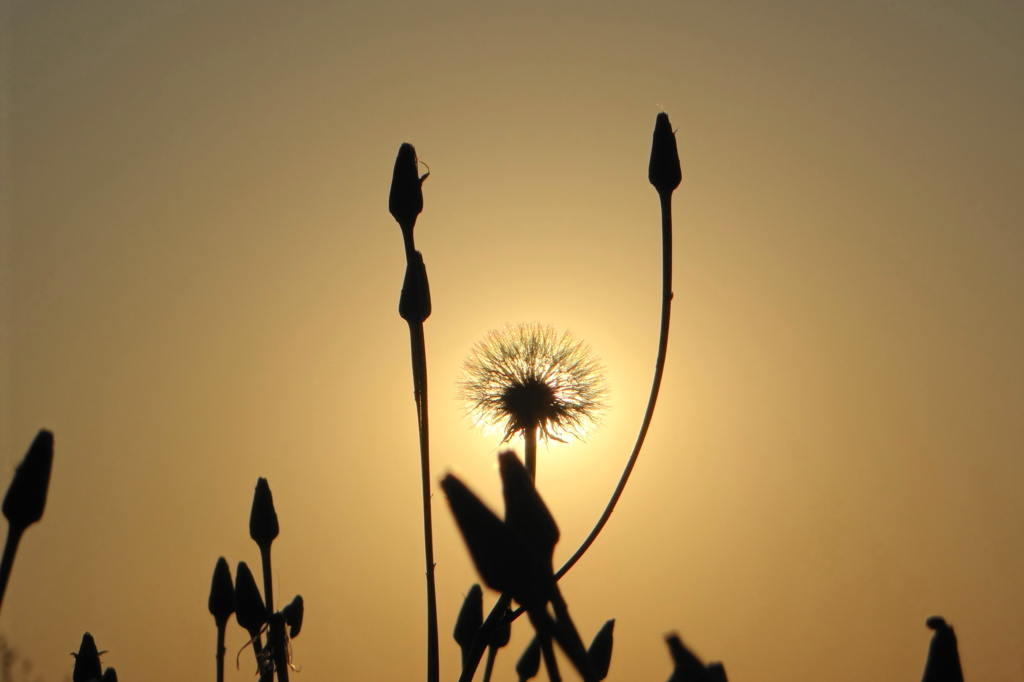 夕陽と雑草