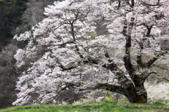 駒つなぎの桜（左方向）