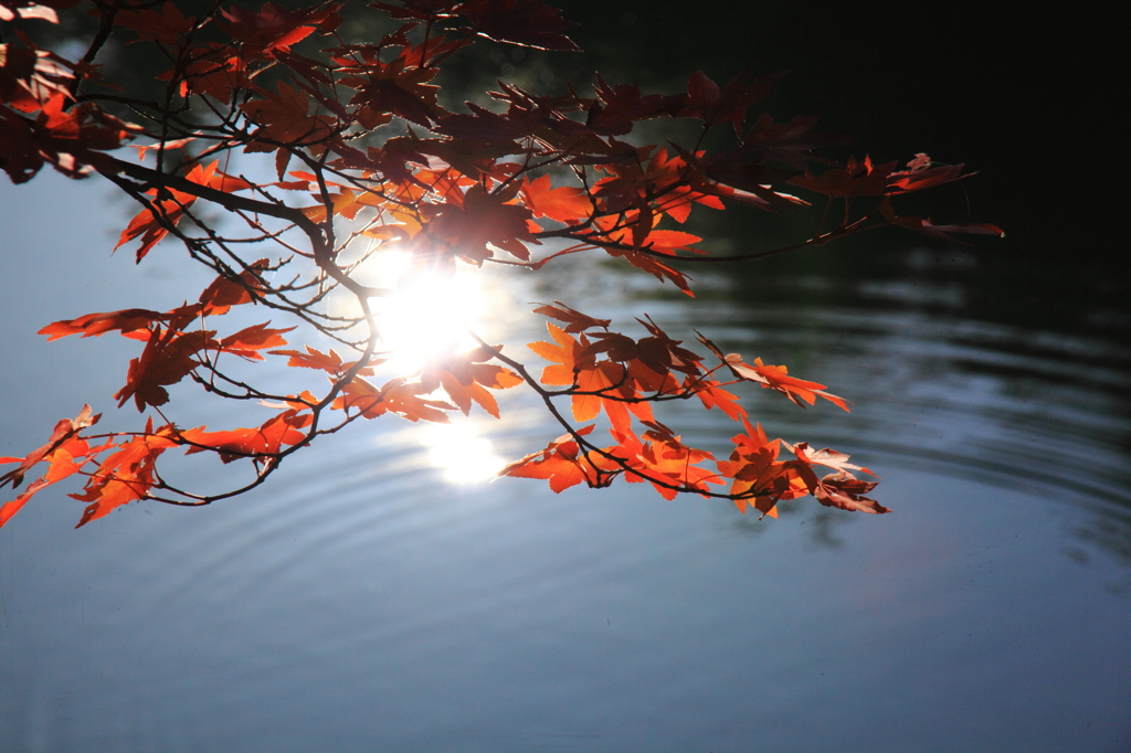 大沢池紅葉６
