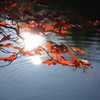 大沢池紅葉６