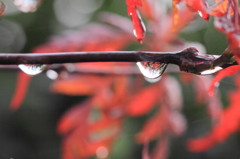 紅葉の雫