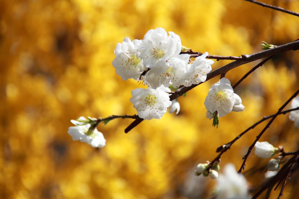 しだれ桃　白にレンギョウ