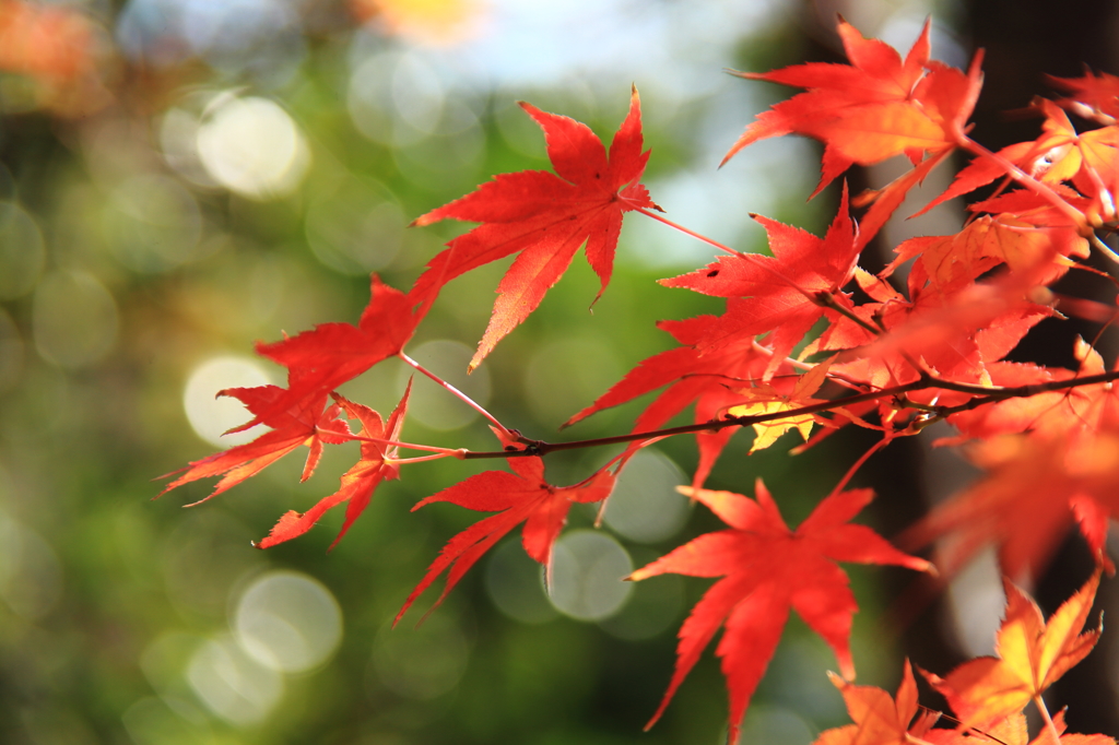 紅葉