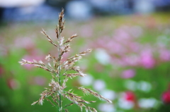 雑草とコスモス畑