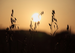 夕陽と雑草