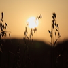 夕陽と雑草