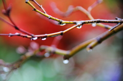 楓の春の雫