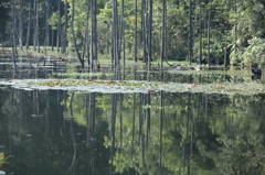 小呂池の夏