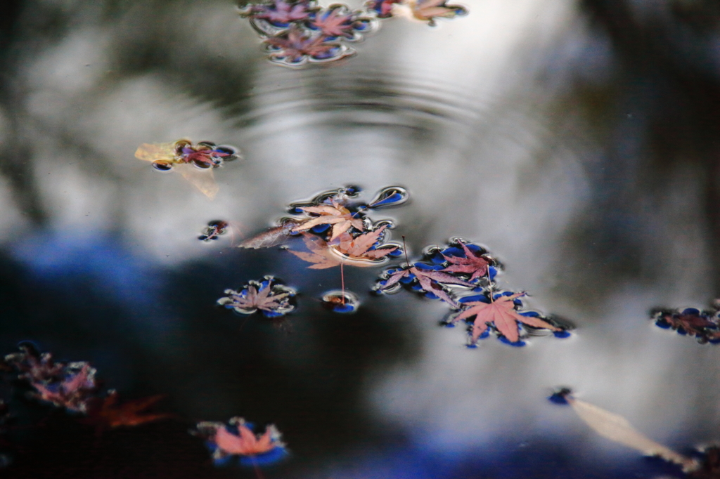水面の落ち葉