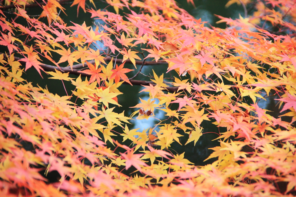 虹色の紅葉