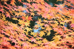 虹色の紅葉