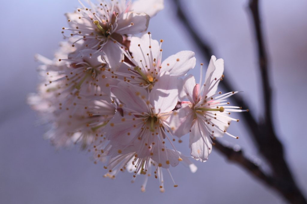 サクランボ　佐藤錦の花２