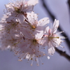 サクランボ　佐藤錦の花２