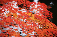 紅葉