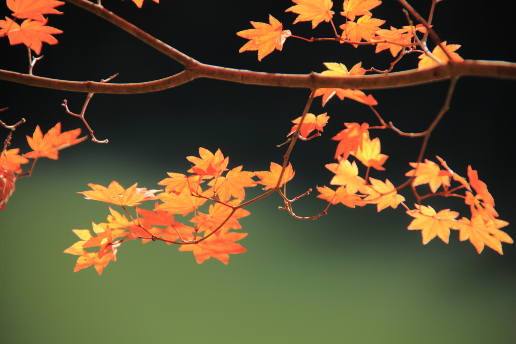 大沢池紅葉