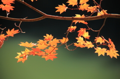 大沢池紅葉