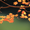 大沢池紅葉