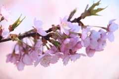 海津桜が満開！！！