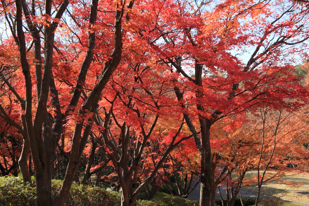 緑化センター：紅葉