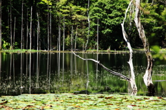 小呂池の夏の詩