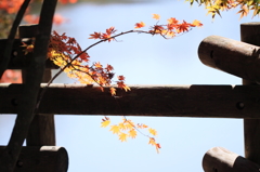 紅葉の生花