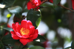 山茶花