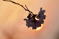 夕陽と桜
