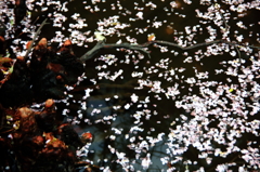 木の根と落花