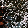 木の根と落花