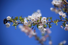 有終の美ー四季桜