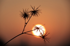 ひっつき虫草と夕陽