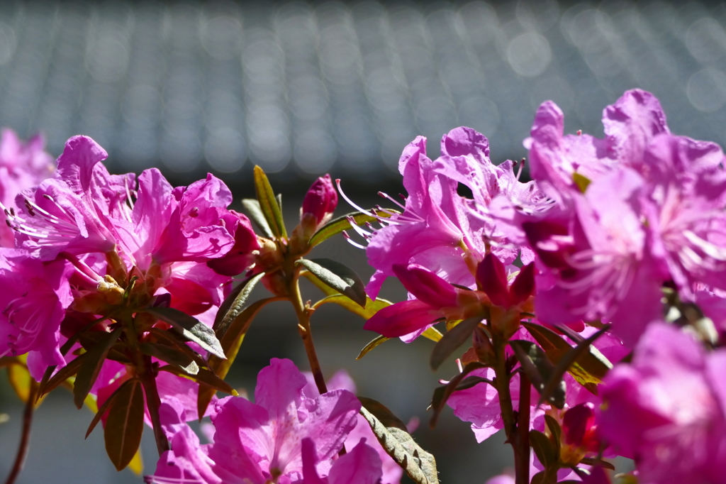 花も屋根も