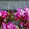 花も屋根も