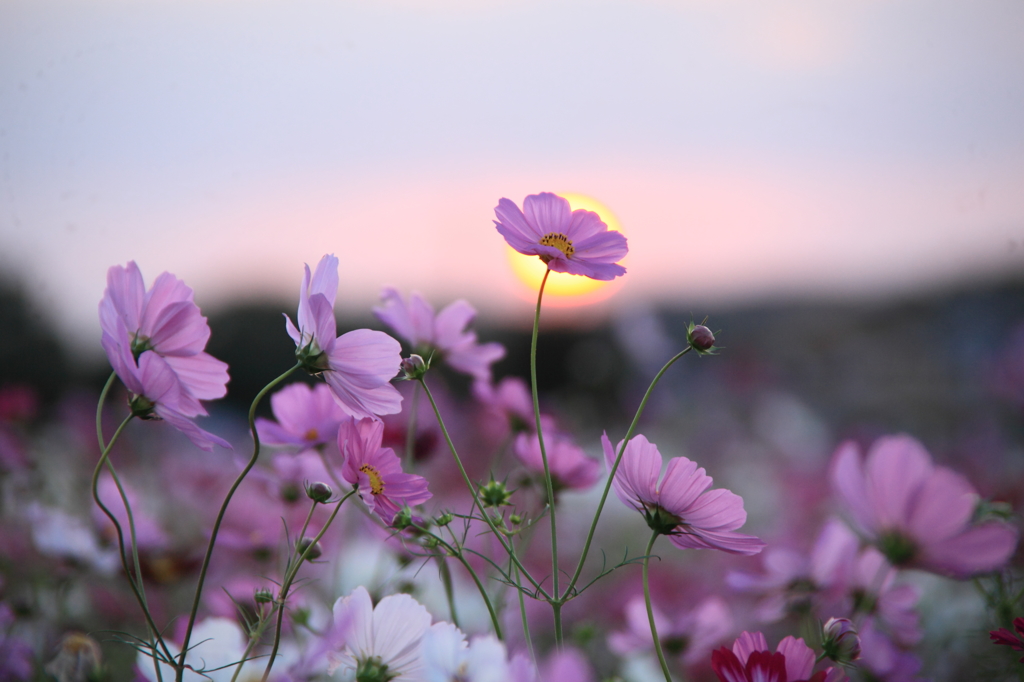 蒲公英と夕陽