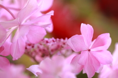 優しい紫陽花